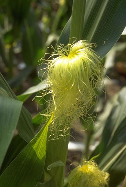 Corn Silking image